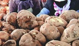 土豆价格上涨最新爆料,最新爆料揭示市场动态